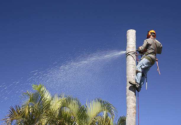 Best Seasonal Cleanup  in Dacula, GA