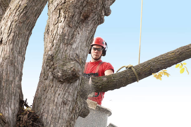 Professional Tree Services in Dacula, GA